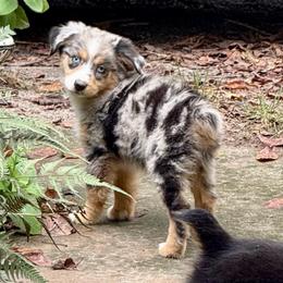 Freya - Blue merle female Miniature Australian Shepherd puppy in Patterson, North Carolina from DreamLine Aussies