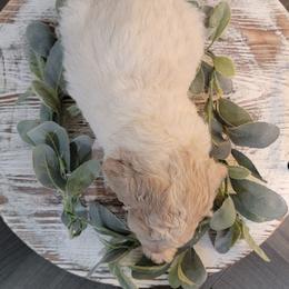 Aussiedoodle and Goldendoodle Puppies from Hunting Creek Kennels