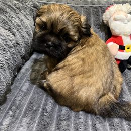 Shih Tzu Puppies from Hilltop Shih Tzus