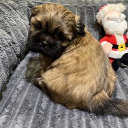 Shih Tzu Puppies from Hilltop Shih Tzus