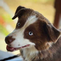 Miranda - Miniature Australian Shepherd