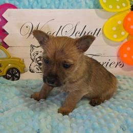 Harley (Mr Red) - Red male Cairn Terrier puppy in Savannah, Missouri from WoodSchott Cairn Terriers