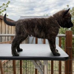 Brown - Gold brindle male Dutch Shepherd puppy in Wheatland, Wyoming from Mill Iron Dutch Shepherds