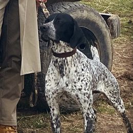 RJ - German Shorthaired Pointer