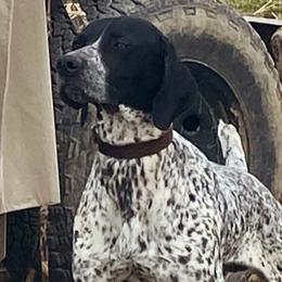 RJ - German Shorthaired Pointer