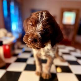 Teal - Brown and gray male Wirehaired Pointing Griffon puppy in Shelbyville, Texas from AndersonK9Kennels Bayou Beards