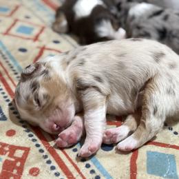 Cookie - Red merle female Miniature Australian Shepherd puppy in North Lakeport, California from Wild Rose Ranch