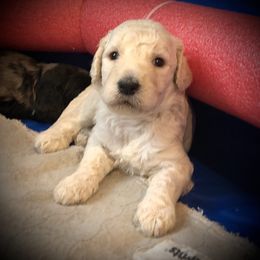 Goldendoodle Puppies from Beary GoldenDoodles