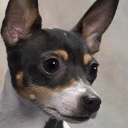 Toy Fox Terriers from Natchez Poms/ Toy Fox Terriers