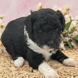 Whiskey Sour - Black and white female Aussiedoodle puppy in Boonville, North Carolina from Branch Creek kennels
