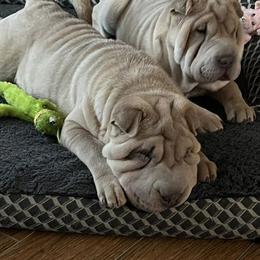 Chinese Shar-Pei Puppies from Wrinkle in time