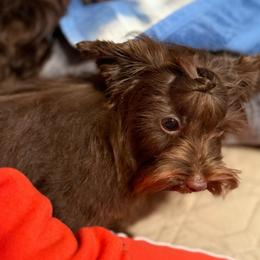 Knoxville - Liver male Yorkshire Terrier puppy in Dallas, Texas from JBzPawz