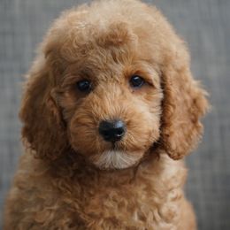 Scarlet - Red  Poodle puppy in New Jersey from TK Poodles
