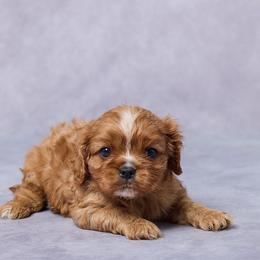 Alec - Ruby male Cavalier King Charles Spaniel puppy in Apple Creek, Ohio from Grandeur Valley Puppies