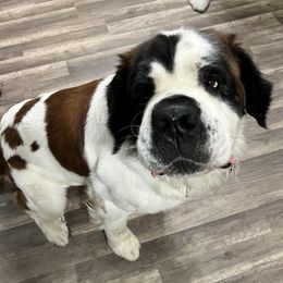 Saint Bernards from NEK Saints (Oh Boy Acres)
