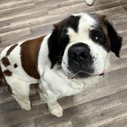 Saint Bernards from NEK Saints (Oh Boy Acres)