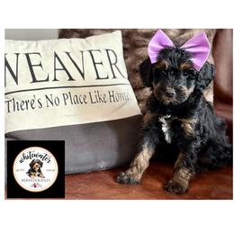 Purple girl - Phantom female Bernedoodle puppy in Altura, Minnesota from Whitewater Bernedoodles & Bluffside Berners