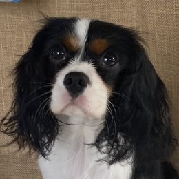 Hope - Cavalier King Charles Spaniel