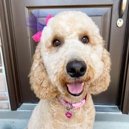 Reeses - Goldendoodle