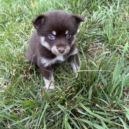 Cocoa - Chocolate female Pomsky puppy in Orange, Virginia from Fluff and Feathers