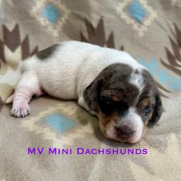 Flicka - Dapple female Dachshund puppy in Carlsbad, Texas from MV Mini Dachshunds
