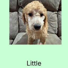 AKC  Standard poodle Little brother - Red  male Poodle puppy in Harrisburg, Arkansas from Ransone’s Ridge Runners Poodles and Doodles