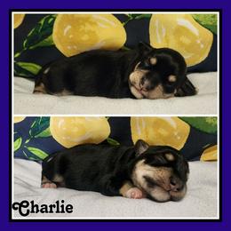 Charlie - Black and silver male Miniature Schnauzer puppy in Lebanon, Missouri from Cedar Glades Canines