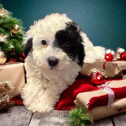 Piper - Maltipoo