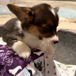 Cher - Black and tan female Pembroke Welsh Corgi puppy in Pensacola, Florida from Blue Angel Kennels