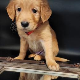 Golden Retriever Puppies from Soda Springs Kennel