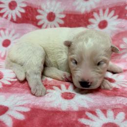 AKC Brittany - White female Siberian Husky puppy in Centreville, Maryland from Huskies By the Bay