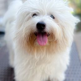 Cotons de Tulear from Daisy Lynn Cotons