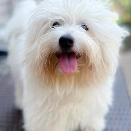 Cotons de Tulear from Daisy Lynn Cotons