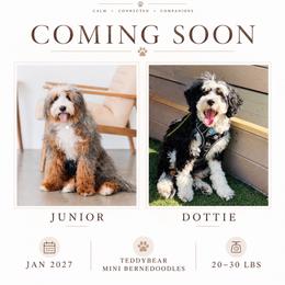 Bernedoodle puppies from Cedar Doodles- Home of the Teddybear Goldendoodle