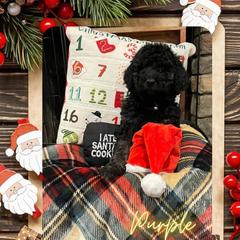 Goldendoodle Puppies from Chrissydoodles