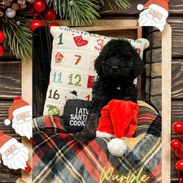 Goldendoodle Puppies from Chrissydoodles