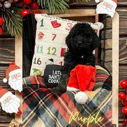 Goldendoodle Puppies from Chrissydoodles