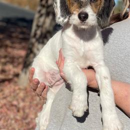 Lilly - Red tri-color female Assorted Doodle Crosses puppy in Moses Lake, Washington from Amani’s Doodles