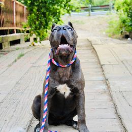 Tequila - Cane Corso