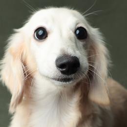 Simon - Dachshund