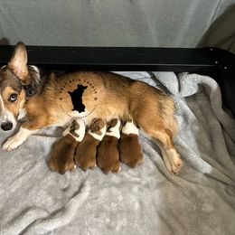Pembroke Welsh Corgi puppies from Grey Bria Corgis