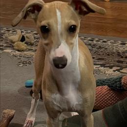 Sparky - Tuncap's Number Cruncher At Piper - Blue fawn male Italian Greyhound puppy in Porter, Texas from Tuncap's Italian Greyhounds