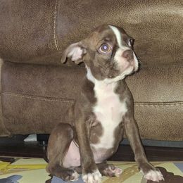 Red Boy - Red male Boston Terrier puppy in Oakman, Alabama from MEL Puppies