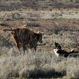 Vegas - Border Collie