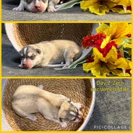 Zero - Gray and white male Siberian Husky puppy in Canton, Ohio from Bleu Skies Siberian Huskies