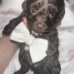 Pearl - Brown female Maltipoo puppy in Apple Valley, California from Boujeepups