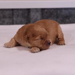 Kelly - Cream male Whoodle puppy in West Bend, Iowa from Blue Skies Terriers