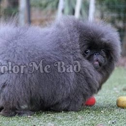 Pekingese Puppies from Color Me Bad Pekingese