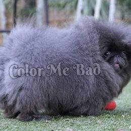 Pekingese Puppies from Color Me Bad Pekingese