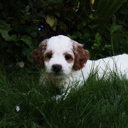 Collie, Goldendoodle, Havapoo, and Labradoodle Puppies from Oregon Valley Pups